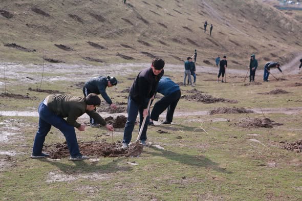 НИҲОЛШИНОНӢ