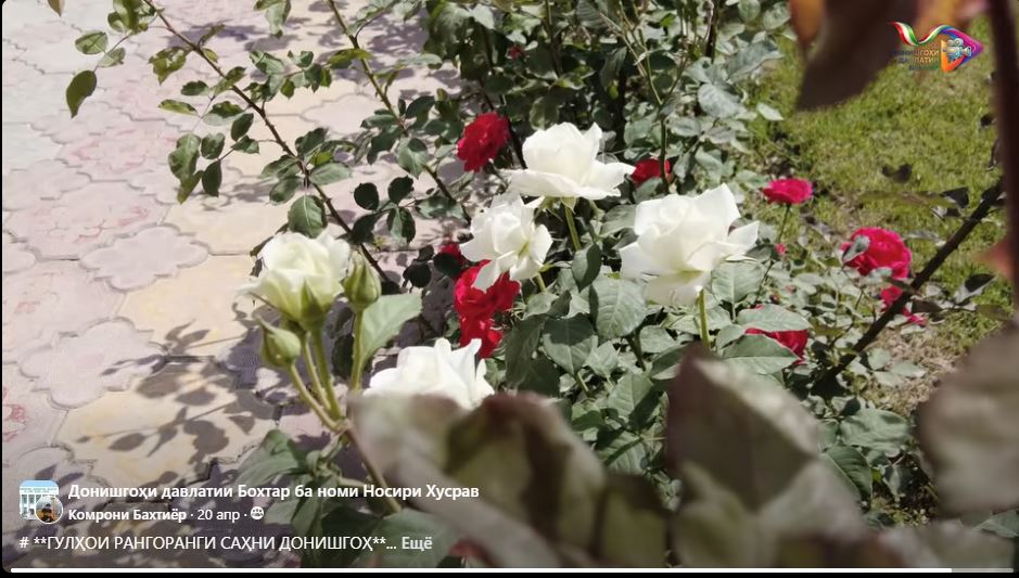 ГУЛҲOИ РАНГОРАНГИ САҲНИ ДОНИШГОҲ