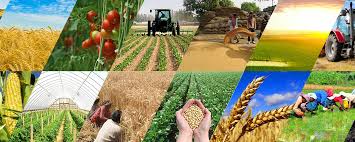 ТАҲЛИЛИ РУШДИ СОҲАИ КИШОВАРЗӢ ВА НИШОНДИҲАНДАҲОИ ИҚТИСОДИИ ОН ДАР ҶУМҲУРИИ ТОҶИКИСТОН